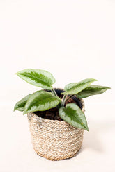 Schismatoglottis ciliata